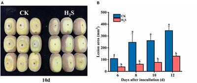 An Antifungal Role of Hydrogen Sulfide on Botryosphaeria Dothidea and Amino Acid Metabolism Involved in Disease Resistance Induced in Postharvest Kiwifruit